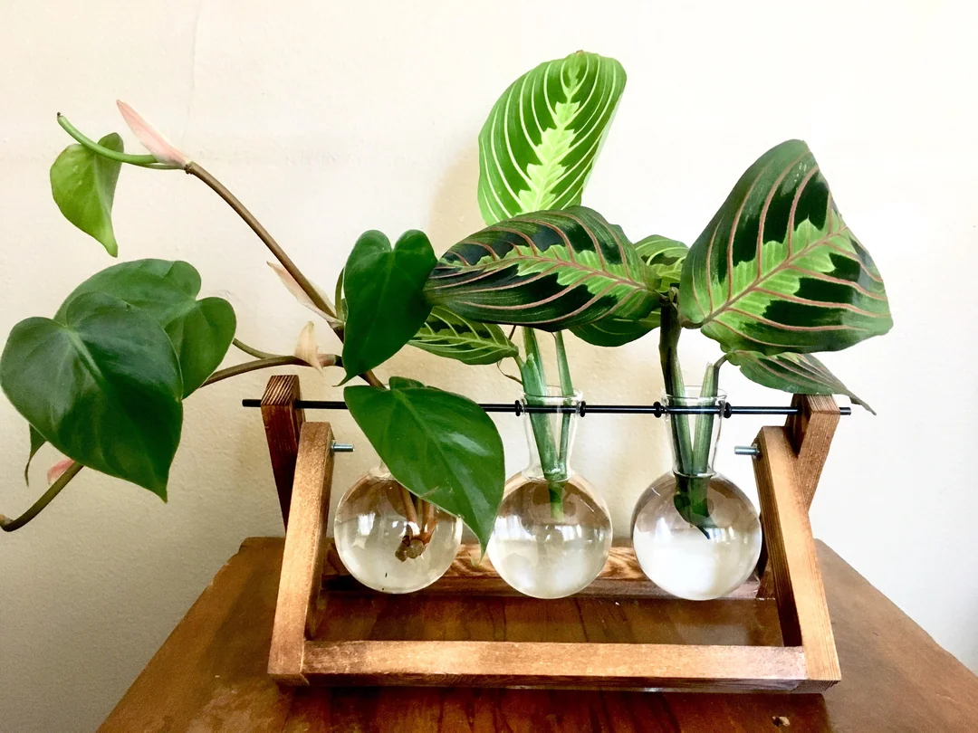 prayer plant